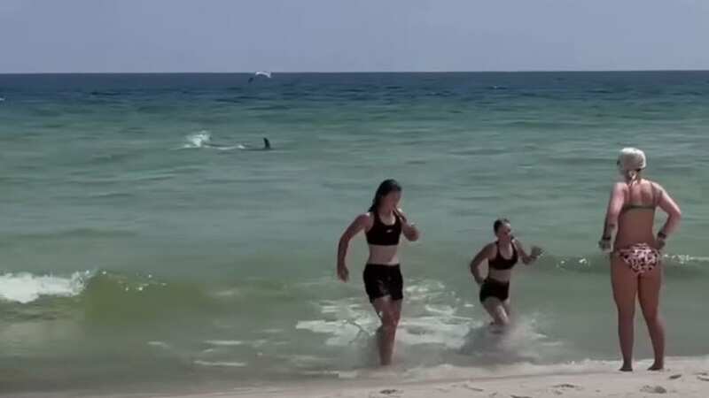 Aggressive shark speeds towards panicked swimmers in shallow water on beach