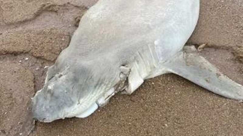 The sea creature