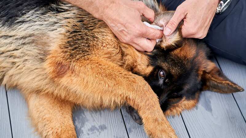 More than 400 canine fertility clinics are known to be operating in the UK, MPs heard (Image: Getty Images)