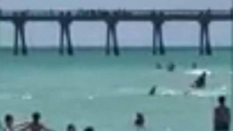 Terrified swimmers scream 