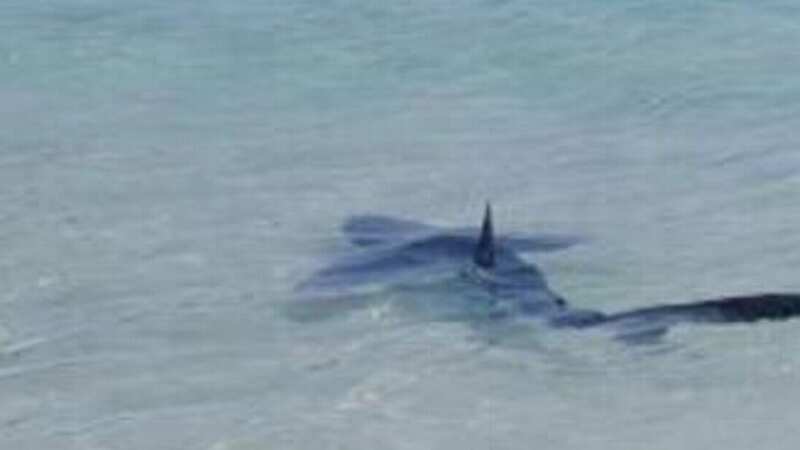 Terrified Brits flee popular beach as shark spotted in shallow waters