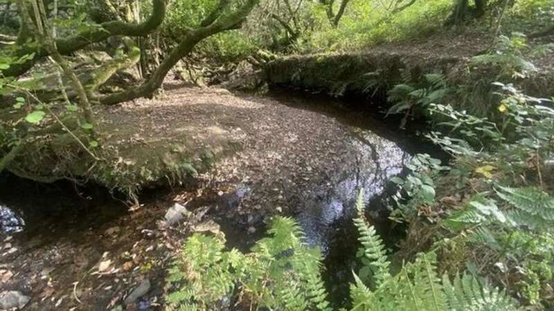 The wood is within the Pembrokeshire Coast National Park Authority (Image: Edward H Perkins Chartered Surveyors)