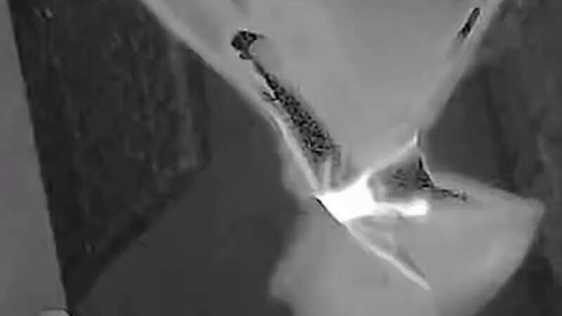 Woman mystified by strange winged creature that bangs on her home every night