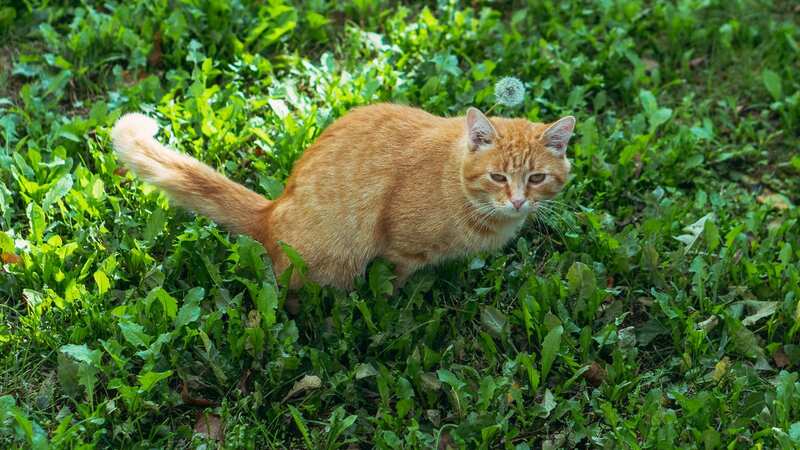 Cats enjoy being in gardens, but it can be annoying for gardeners who have spent lots of time growing flowers (stock image) (Image: Getty Images/iStockphoto)