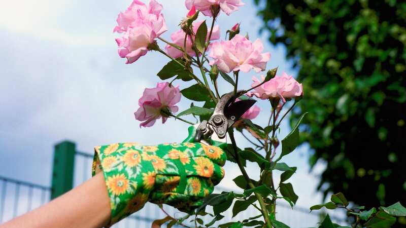 The woman has been pruning the roses without asking permission (stock image) (Image: Getty Images)