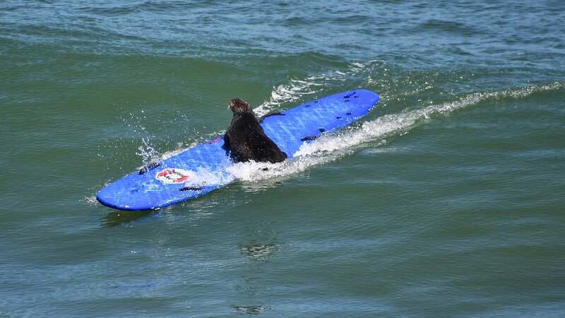 Warning to beachgoers as aggressive sea otters steal surf boards to float on
