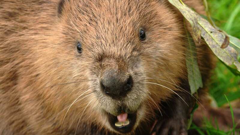 A father heard his child screaming after being bitten by a 50-lb beaver at Lake Lanier and managed to save her and beat the animal to death before authorities discovered it was infected (Image: Getty Images/iStockphoto)