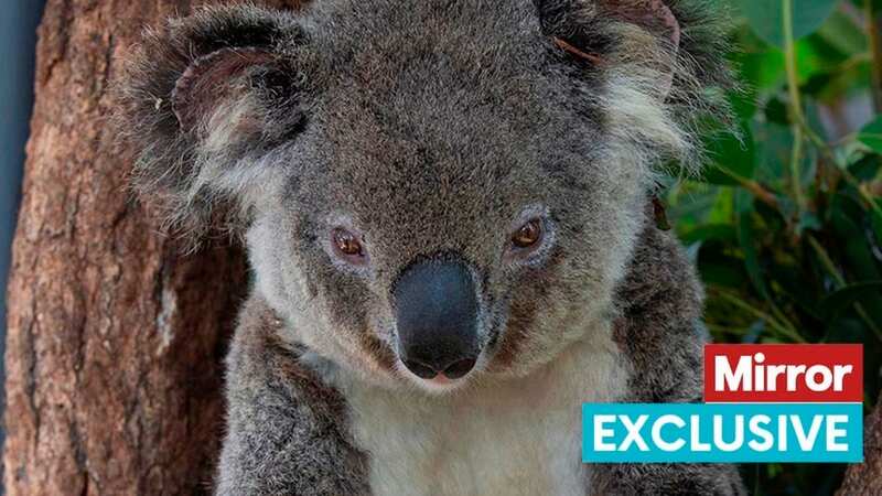 Koala numbers in Australia are plummeting (Image: Daily Mirror)