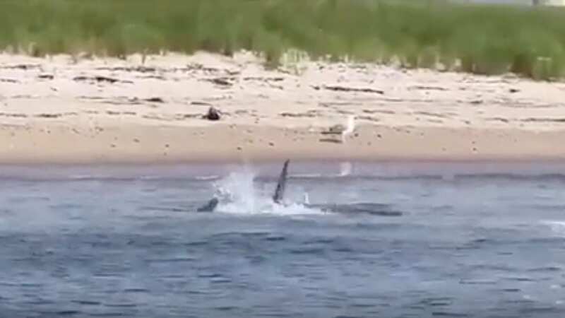 Sharks prowl in bloody waters as seal massacre shows 