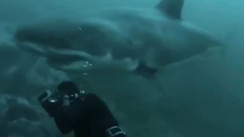 Moment great white shark lunges towards diver