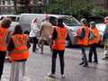 Just Stop Oil activist punched to floor by boyfriend of pregnant woman in crash dqxikeidqkikdinv