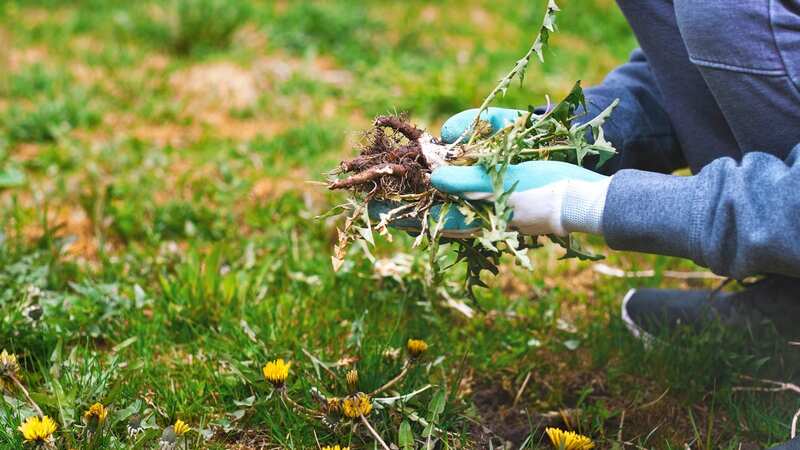 Lawn expert reveals how to get rid of unwanted dandelions on your lawn and timing is crucial (Image: Getty Images/iStockphoto)