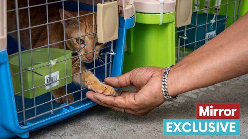 Lucky cat arrives in Thailand (Image: Soi Dog Foundation / FB)