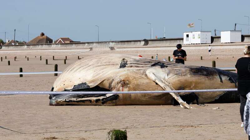 The whale was found on a beach in Kent (Image: Alamy Live News.)