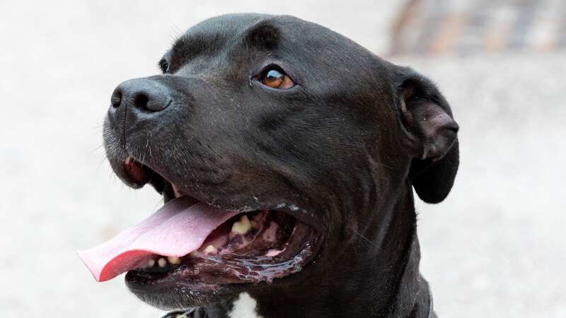 Pictured is Loki who came into the Wolverhampton PDSA hospital (Image: Picture by Shaun Fellows / Shine Pix Ltd)
