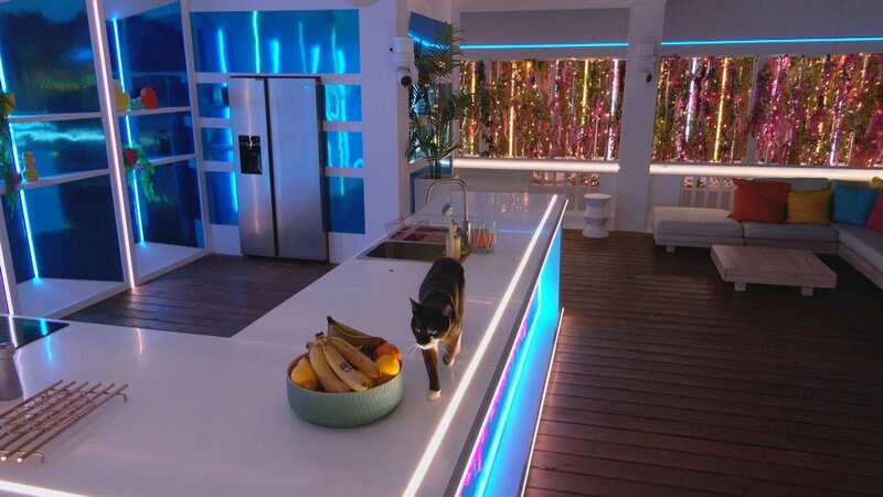 A family of stray cats moved into the Love Island villa