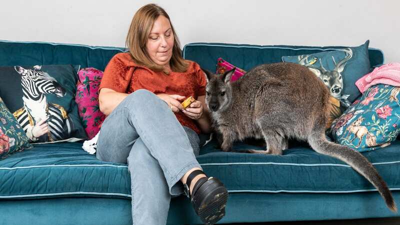 Hayley Bateman made the decision to take in Willow the wallaby and treat her just like a house pet after her mother rejected her (Image: Lee McLean/SWNS)