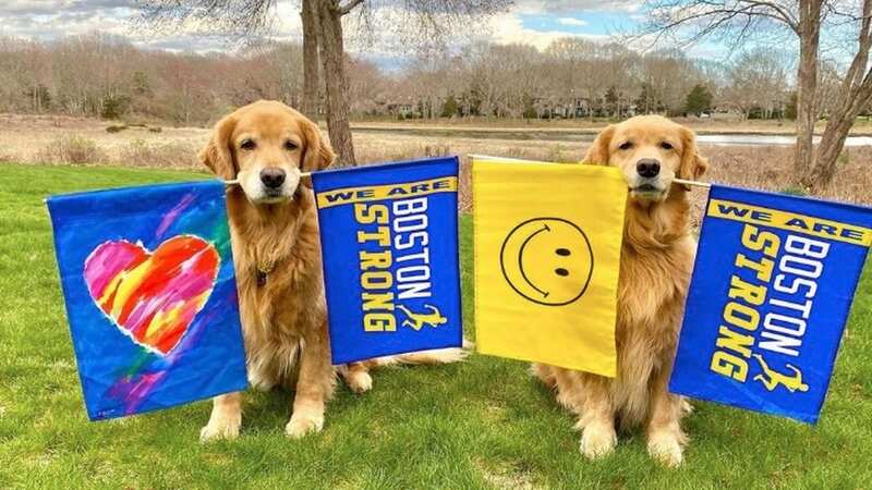 Spencer, a Golden Retriever, became famous for standing in the same spot the Boston Marathon (Image: thehenrystudio/Instagram)
