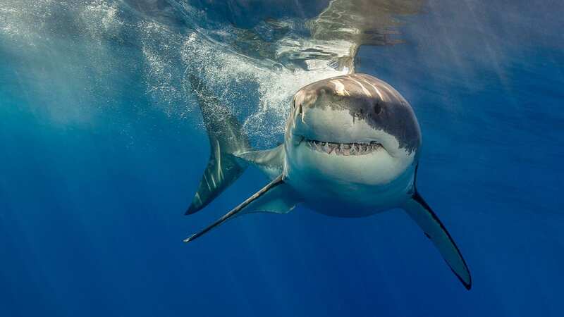 The man was reportedly bitten on the foot (Image: Getty Images)