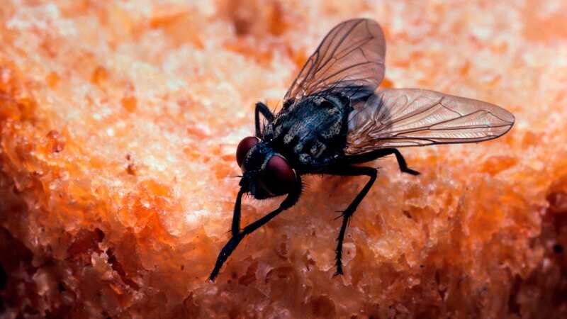 Flies can be real pests this time of year (stock photo) (Image: Getty Images/Gallo Images)