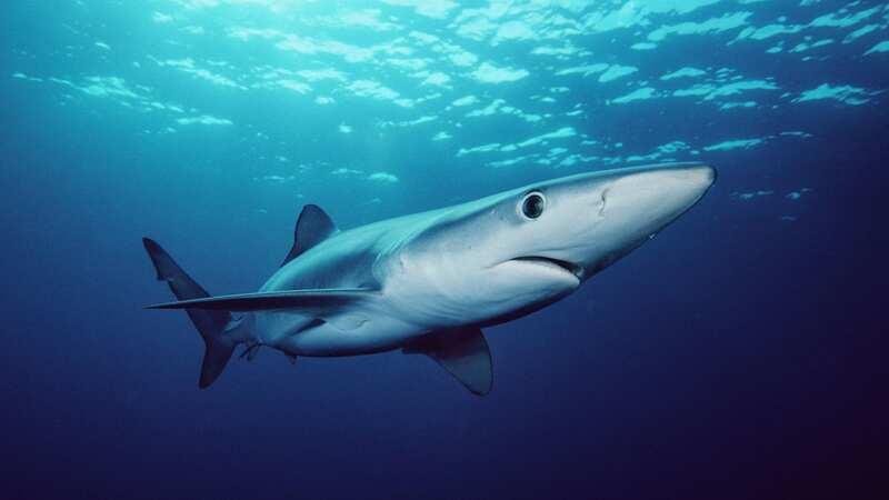 Lifeguards ordered people to get out of the water after noticing the prowling predators (Image: Getty Images)