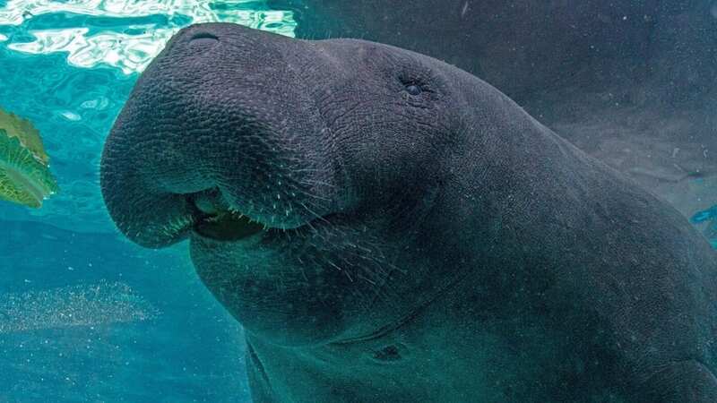 The necropsy report came back for Hugh - a 38-year-old manatee who died in a Florida facility last April following a period of 
