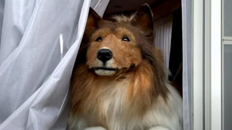 Toco had always dreamed of going outside as a dog (Image: 動物になりたい(I want to be an animal)/Youtube)