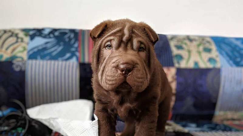 After managing to jump out of a moving car, Ozzy has been left unable to use his back legs (Image: Jam Press)