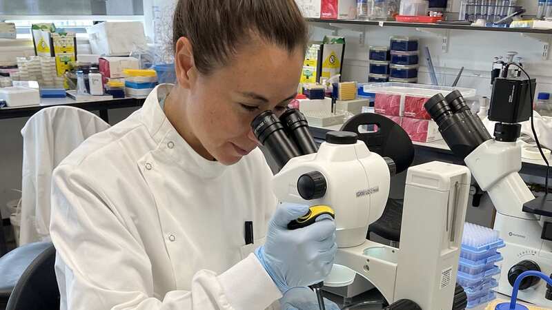 The team altered genes in fruit flies so they could almost clone themselves (Image: University of Cambridge / SWNS)