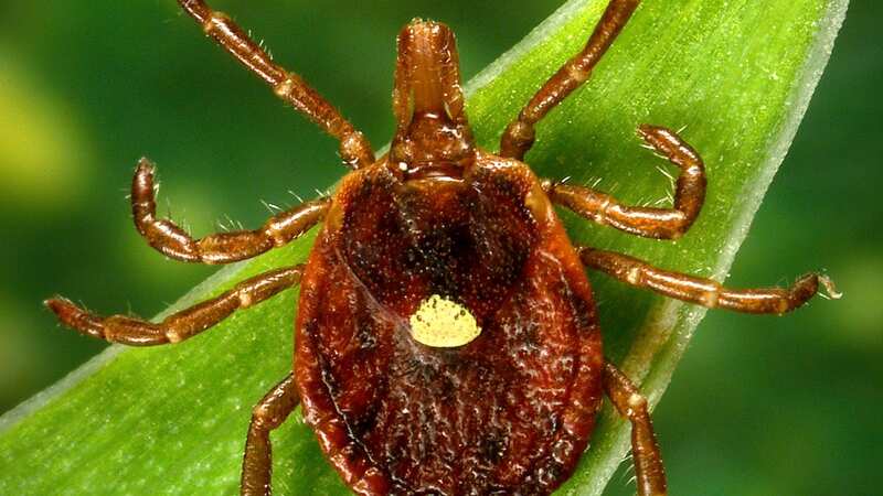 Ticks carry a component in their spit that can make humans allergic to red meat, the CDC confirms (Image: AP)