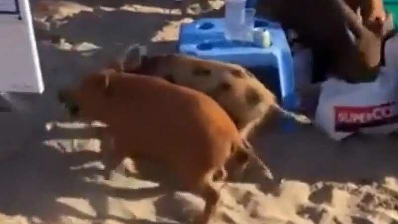 Marbella beach sunbathers astonished as frenzied wild boars search bags for food