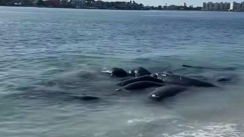 Florida residents have been calling 911 after spotting mating manatees, which sheriffs warn not to do (Image: Pinellas County Sheriff’s Office/Facebook)