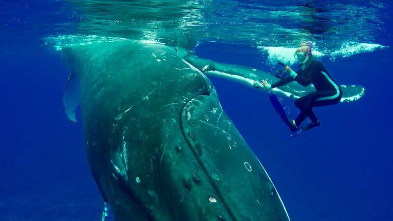 Hero whale saves snorkeler from shark by hiding her under giant fin