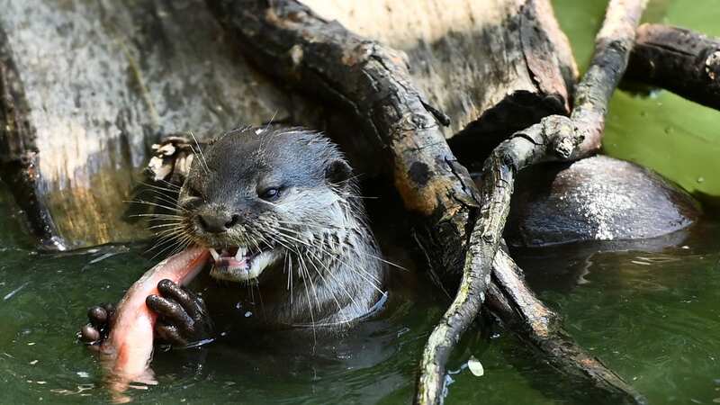 Woman is airlifted to hospital after otter attack while rafting on rover