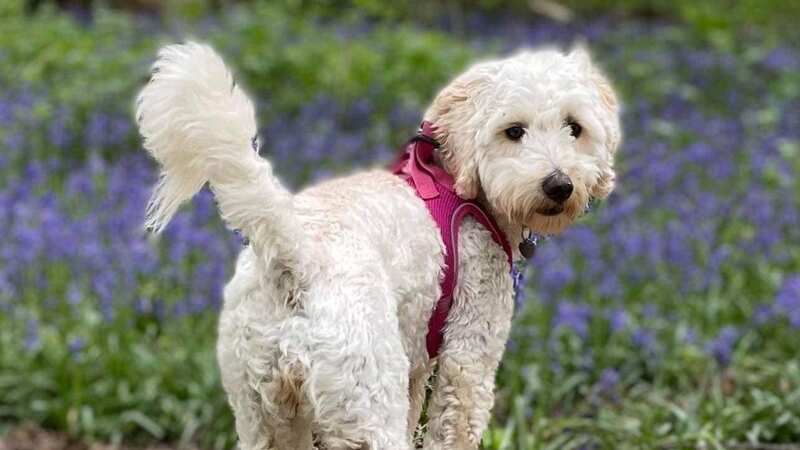 Amber was reported missing near summit of Yr Wyddf (Image: Llanberis MRT)