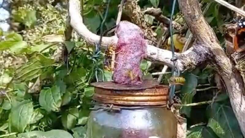 Asian hornets have been spotted in Guernsey amid fears over a rising population (Image: Asian Hornet Team - Guernsey)