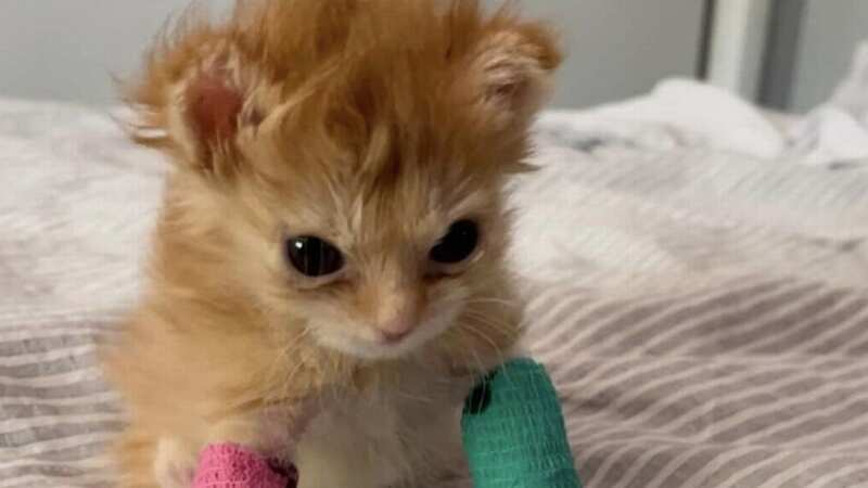 Tater Tot was give two mismatched casts after being taken to the vet following his rescue by Ash, who was walking with his dog at the time (Image: Jam Press/@ourfosterbabes)