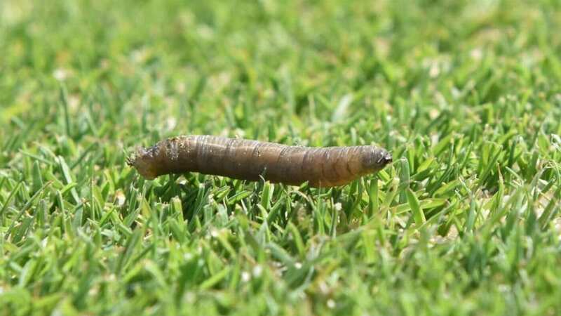 The pesky bugs need to be removed before they ruin your perfect lawns (stock photo)