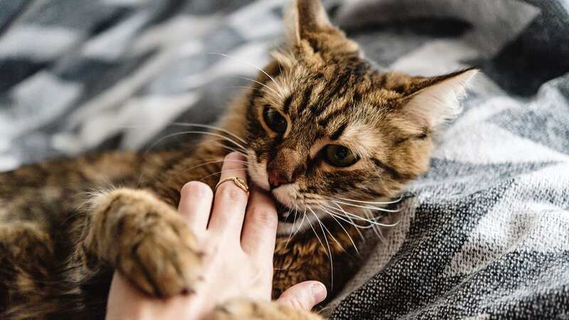 Domestic cats have been compared to those in the wild (Image: Getty Images/iStockphoto)