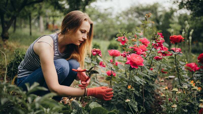 The gardener explained why his hack is so important (Stock Image) (Image: Shared Content Unit)