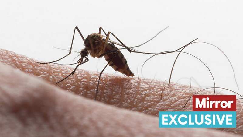 Some mosquitoes spread the West Nile Virus (Image: Getty Images)