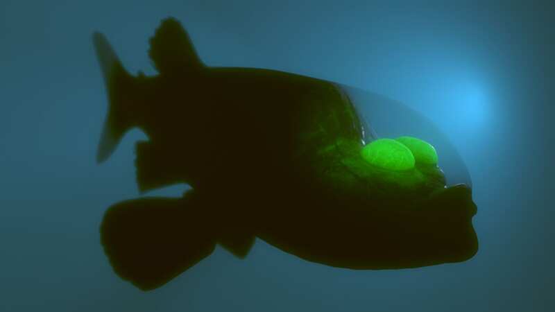 The Barreleye fish is a fascinating deep-sea creature (Image: Getty Images/iStockphoto)