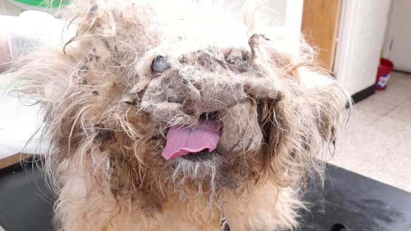 Morris was found dumped at the side of a canal (Image: RSPCA)