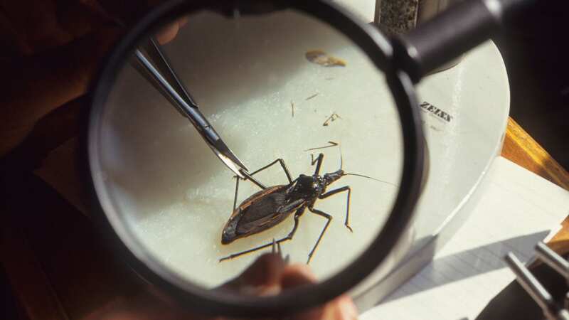 Chagas disease is incurable and can cause serious heart problems (Image: AFP via Getty Images)