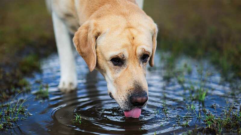 Dog owners have been warned not to let their pets drink from puddles (stock photo)