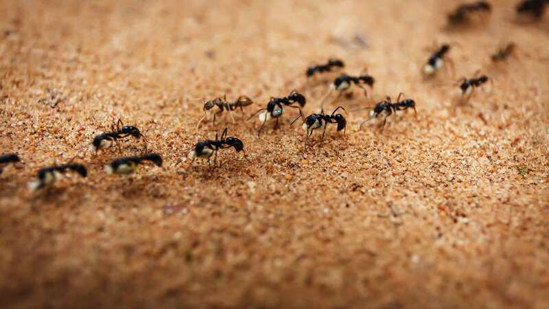 Terrifying close-up pic of ant gives people nightmares - 