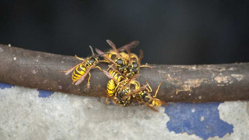 Vespula germanica feast on the mushy fruits (Image: Getty Images)