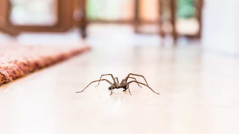 This easy to make spray will keep the beasts away (Stock Image) (Image: Getty Images/iStockphoto)