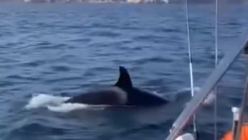Moment pod of killer whales terrifies tourists by surrounding and attacking boat