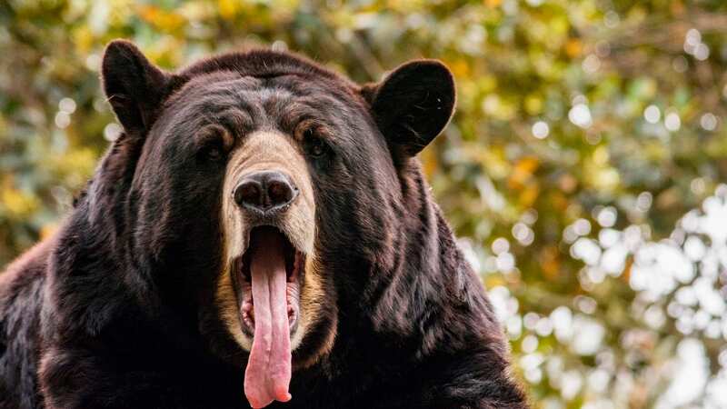 The Facebook post reported that rangers had discovered evidence of a black bear at the summit of the Half Dome (Image: Getty Images/iStockphoto)
